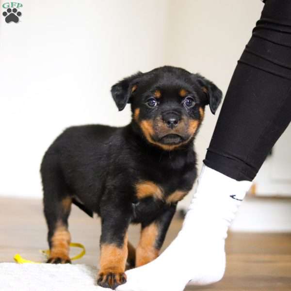 Roxie, Rottweiler Puppy